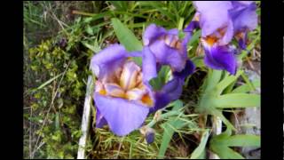 She Moved Through The Fair