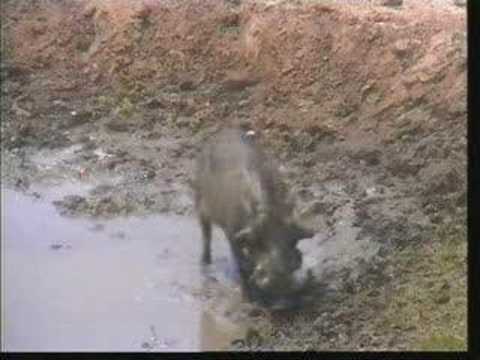 Warthog Mud Wallow & Scratch