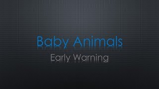 Baby Animals Early Warning Lyrics