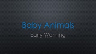 Baby Animals Early Warning Lyrics