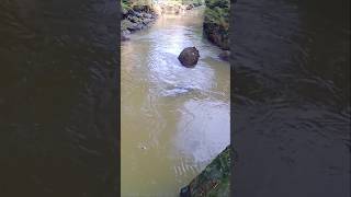 Download lagu THEY LET THE FISH GO AGAIN 😣😣#shortvideo mp3