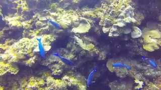 preview picture of video 'SCUBA diving, Roatan, Honduras, CoCo View Resort 9-15-2014  part 1'