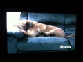 Dog Eat Dog World