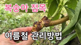 복숭아 접목후 여름철 관리방법