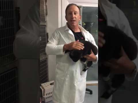 Dr. Matt Belman’s Post Dental Rounds