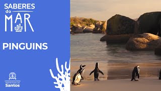 Saberes do Mar - Pinguins