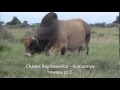 Charles Rey Kasembe Kumuonya Mwana Pt2