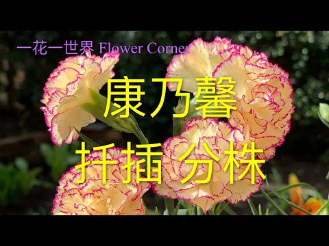 康乃馨 扦插