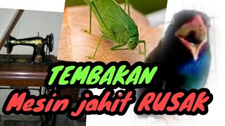 Download lagu 🧶Tengkek buto sambung TEMBAKAN mesin jahit rusak belalang mp3