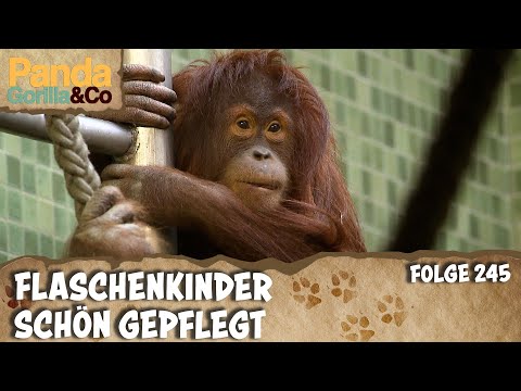 Affentheater im Zoo | Panda, Gorilla & Co.