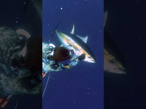 Spearing BIG TUNA in Central America!