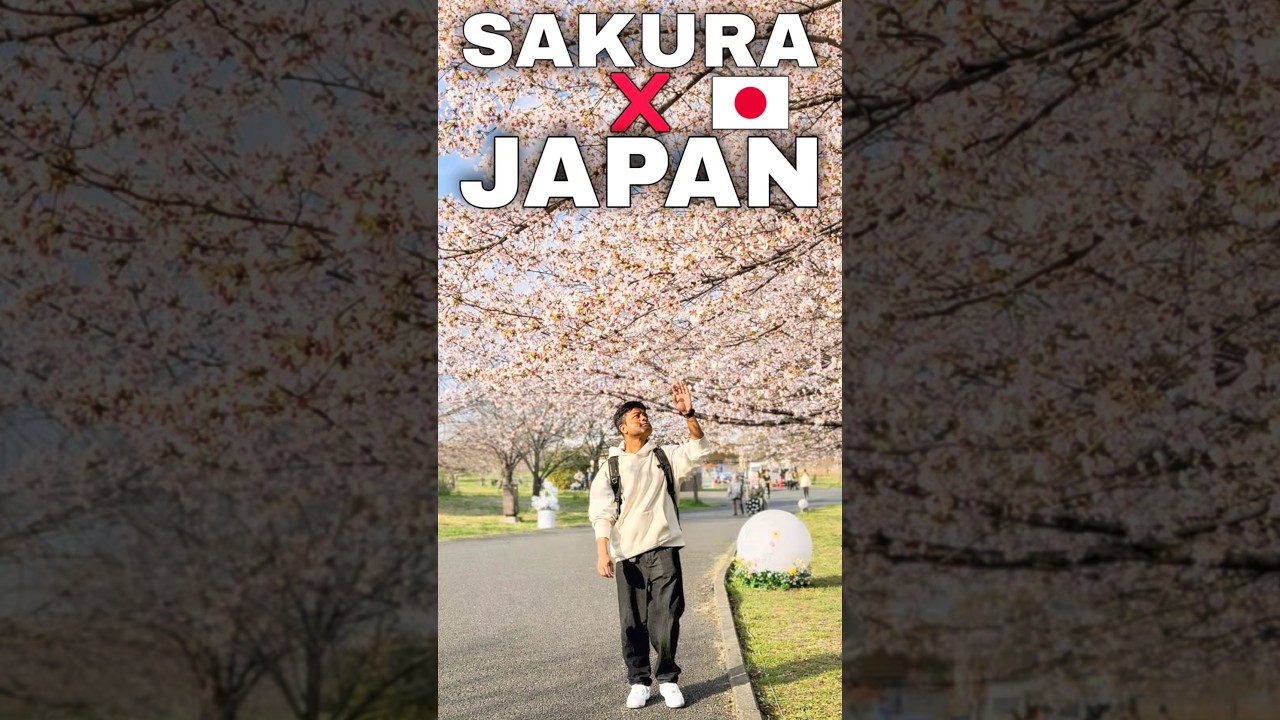 SAKURA x JAPAN #japan #sakura #shorts #ytshorts