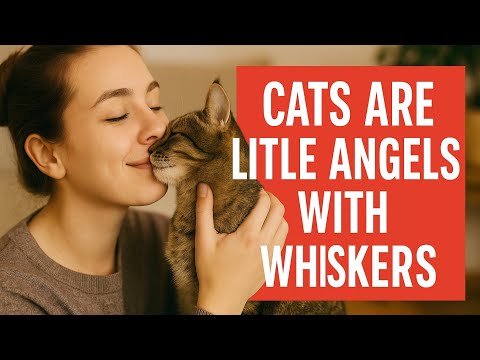 🐾 Cats Are Little Angels With Whiskers 🐾