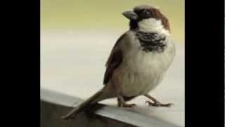 Sparrow