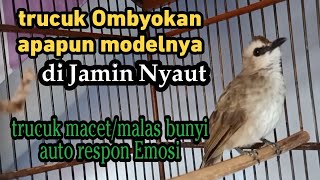 Download lagu suara panggilan trucukan Bisu/trucuk Bahan ombyokan/Macet di jamin Nyaut dg pancingan trucukan ini mp3