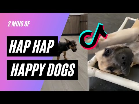 Hap Hap Happy Dog | 2 mins