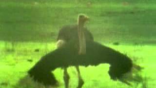 Ostriches and Their Young