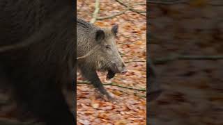 Jagdkönig im Taunus 🦌 von  ⁨@wildhuntblackforest4494⁩