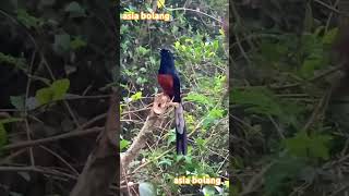 Download lagu Murai Batu Gacor di alam       suara asli murai batu mp3 Download lagu Murai Batu Gacor di alam       suara asli murai batu mp3