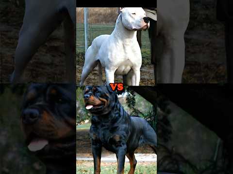 PIT BULL VS ROTTWEILER,CANE CORSO,DOBERMAN,DOGO ARGENTINO,MOST MUSCULAR DOG BREED