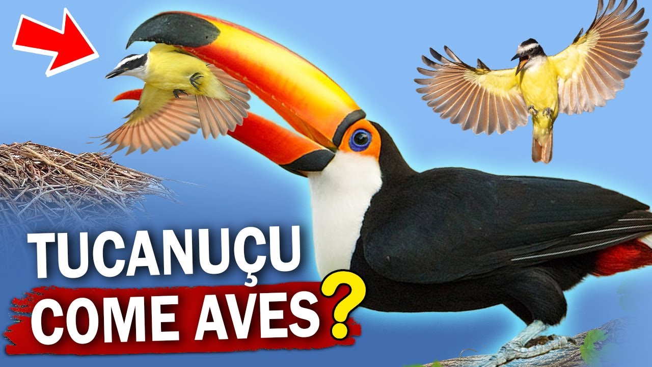TUCANUÇU um PREDADOR de PÁSSAROS? Qual a função do bico grande dos tucanos? #tucanuçu