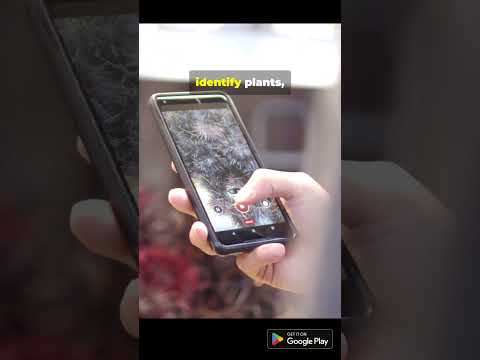 Snap & Learn: AI Image Scanner