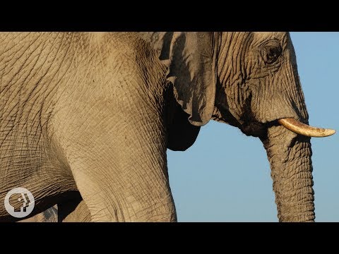image-What are elephants feet used for?