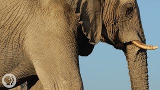How Elephants Listen ... With Their Feet | Deep Look