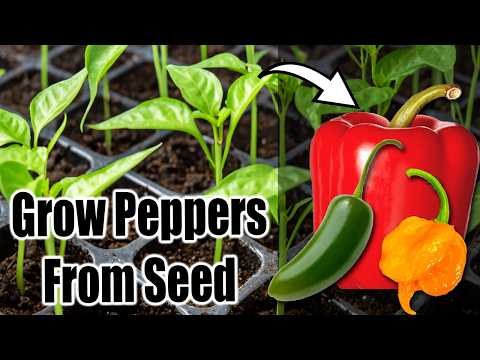 Best Way to Start Pepper Seeds Indoors (or Outdoors)! ????️????