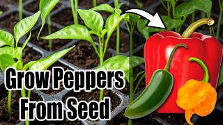 Best Way to Start Pepper Seeds Indoors (or Outdoors)! 🌶️🫑