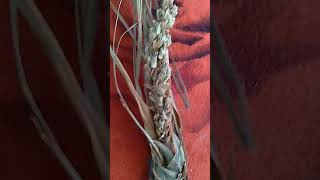 Download lagu kembang sereh asli mp3