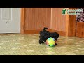 Maltipoo dogs for sale: Herman - Video 1
