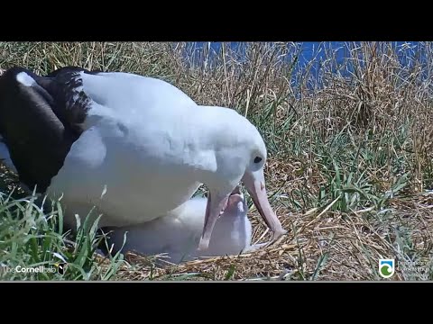 Royal Albatross ~ SP Gets A Nice Afternoon feeding From L ♥ Yawns and Cuteness! 2.11.23
