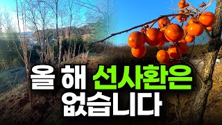 선사환 수분수가 없습니다 ㅣ 돌감수분수 ㅣ 수분수의 중요성