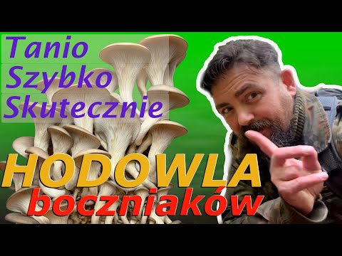 Home mushroom cultivation - oyster mushrooms