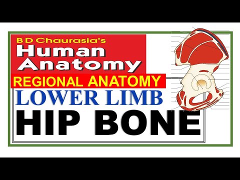 Chp2 | Hip Bone | Ilium | Ischium | Pubis | Pelvic Girdle | Lower Limb | BD Chaurasia