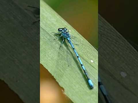Die Libellen-Zeit beginnt bald wieder! 😌 #natur #nature #libelle