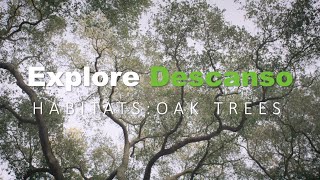 Find out what animals need in their habitats to survive, and how oak tree habitats provide for local wildlife
