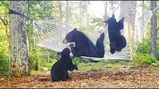 Мечки в хамак