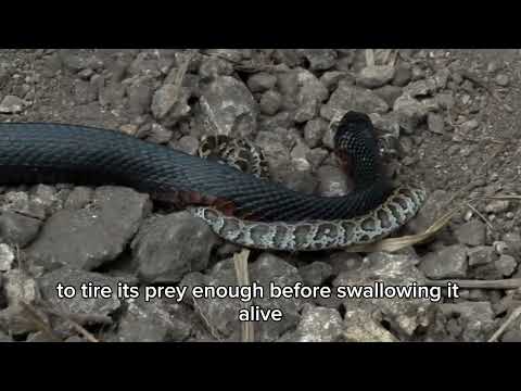 Indigo Snake Eats Python - Snake Cannibalism