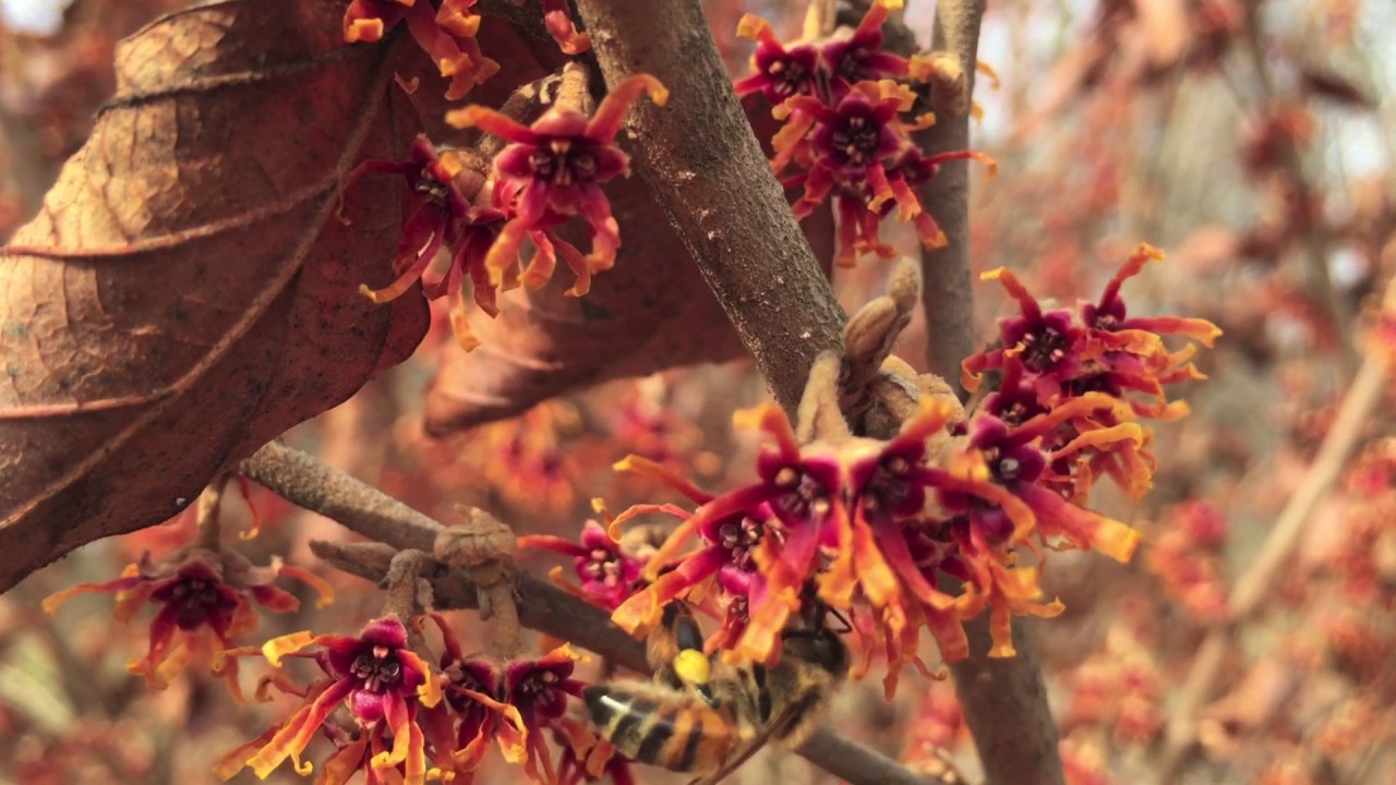 Honey bees buzzing about an ozark witch hazel shrub in early February