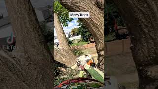 Many Trees wish death upon me.