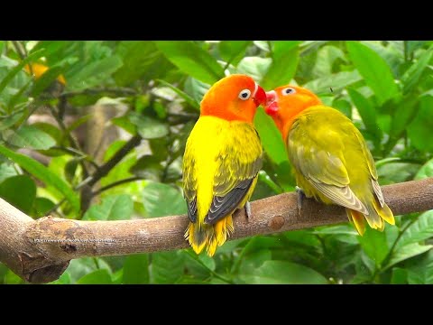 Lovebird Chirping Sounds - Euwing Gold Opaline & Pastel Green Opaline