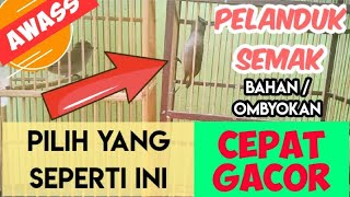 Download lagu TIPS MEMILIH PELANDUK SEMAK BAHAN YANG BAGUS mp3