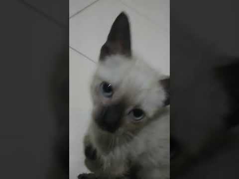 Vídeo de Renan melo 