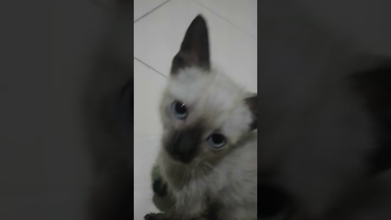 Gato raça SRD-ViraLata idade 7 a 11 meses nome Renan melo 