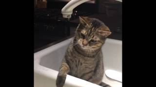 Don F's Ginger Devil Cat