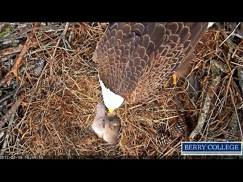 2017/02/15 10h19m BC Fight at the buffet :-)