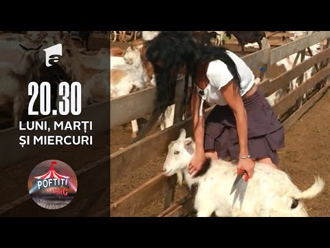 Poftiți la Circ | Monica și Gabriela de la Cheeky Girls au ajuns hair stiliști pentru oi: Stai, tu!