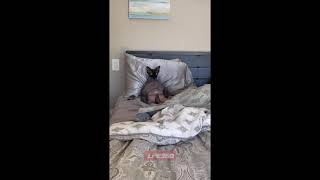 Fat hairless cat chilling in bed